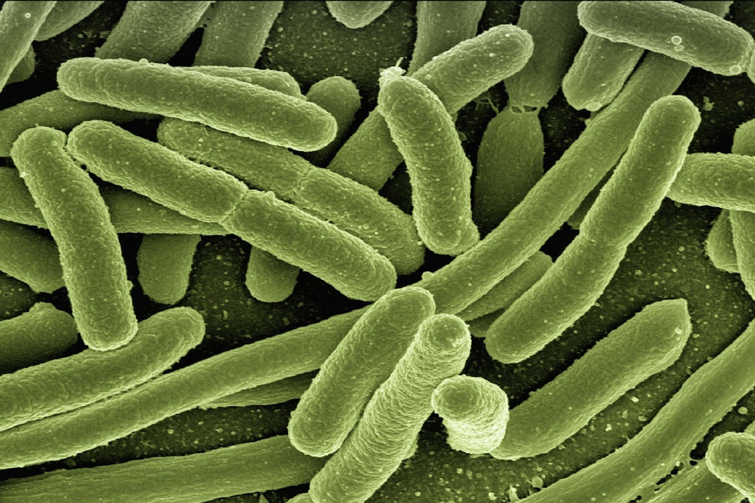 โปรไบโอติก / Probiotics