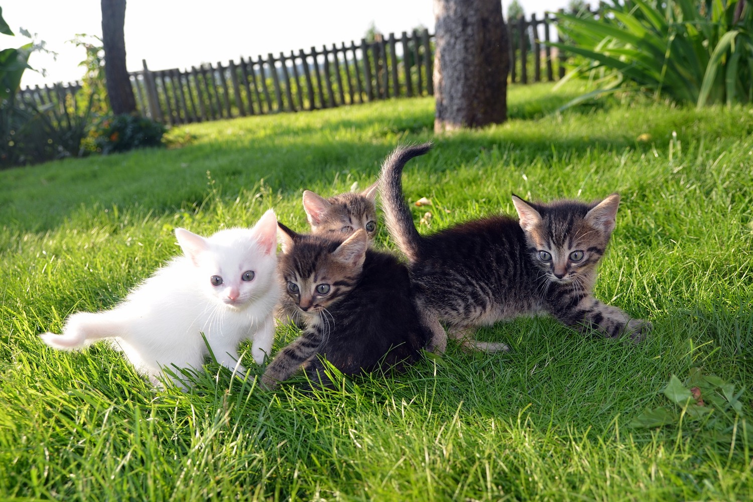 Feline Herpes Virus (โรคหวัดแมวจากเชื้อเฮอร์ปีส์)